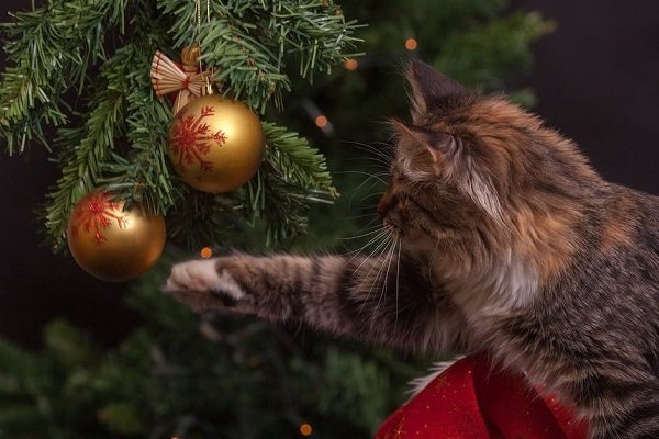 Natale a prova di gatto, regole di sicurezza