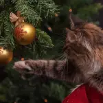 Natale a prova di gatto, regole di sicurezza