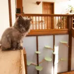 Come trasformare la casa a misura di gatto