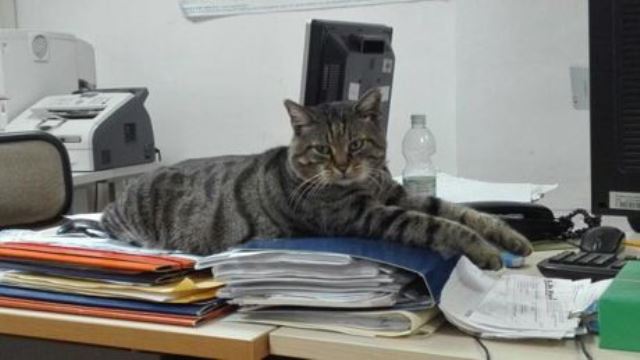 Romeo il gatto, la storia della mascotte dell’ospedale di Sanremo