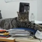 Romeo il gatto, la storia della mascotte dell’ospedale di Sanremo