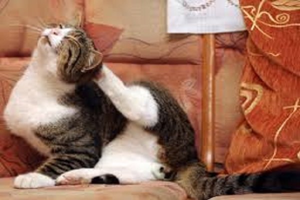 Gatti, allarme pulci e zecche anche in inverno