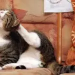 Gatti, allarme pulci e zecche anche in inverno