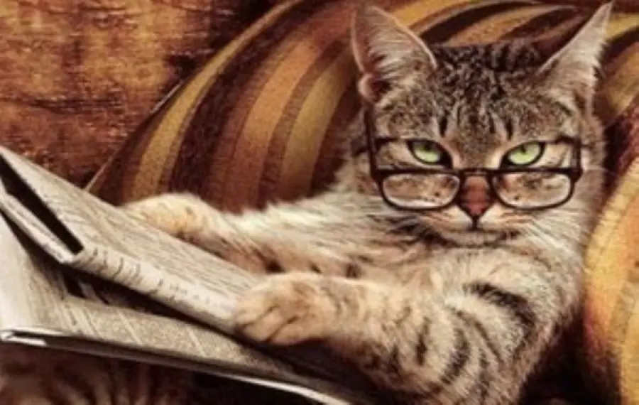 Giappone, gatto accusato di omicidio