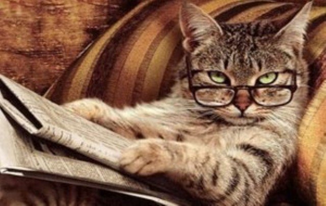 Giappone, gatto accusato di omicidio