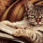 Giappone, gatto accusato di omicidio