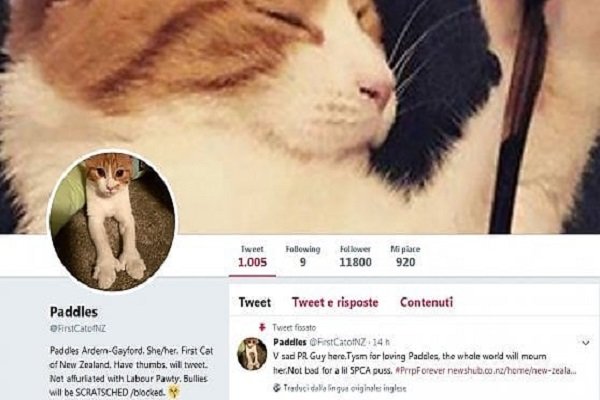 Nuova Zelanda in lutto, First Cat Paddles muore investito da un auto