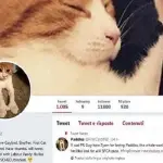 Nuova Zelanda in lutto, First Cat Paddles muore investito da un auto