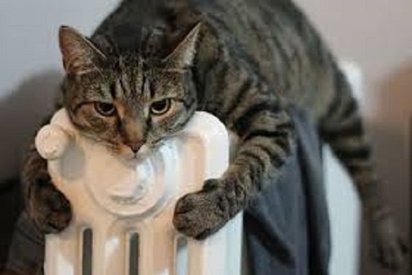 Accensione riscaldamento 2017, come curare i gatti in inverno