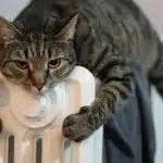 Accensione riscaldamento 2017, come curare i gatti in inverno