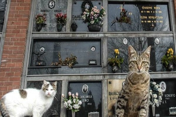 Seppellire i gatti morti nei cimiteri  nelle tombe di famiglia