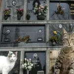 Seppellire i gatti morti nei cimiteri  nelle tombe di famiglia