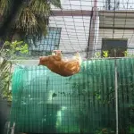 Gatti in sicurezza, come rendere terrazzo e giardino anti caduta e anti fuga