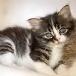 Tenia nel gatto: come capire se ne è è infestato