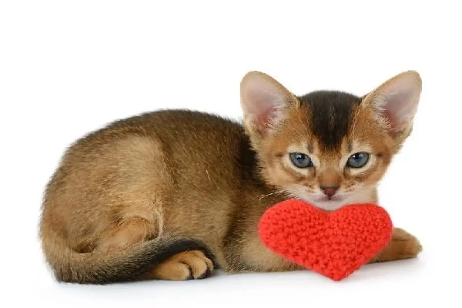 Come rendere felice il proprio gatto di casa senza fatica