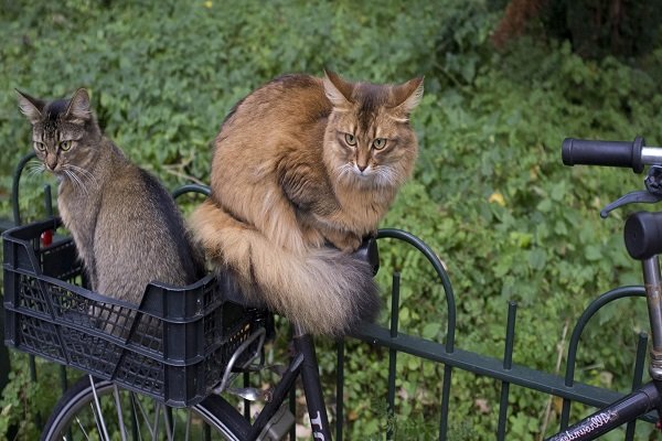 Primo Gattoparco d’Italia a Milano: parco cittadino per gatti