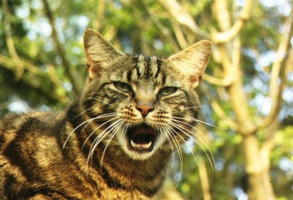 Come calmare un gatto che miagola in continuazione