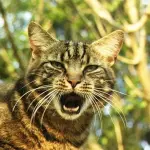 Come calmare un gatto che miagola in continuazione