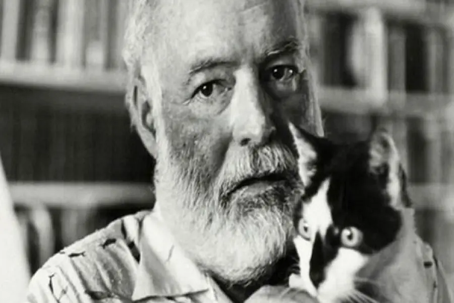 Uragano Irma, salvi i gatti di Hemingway in Florida