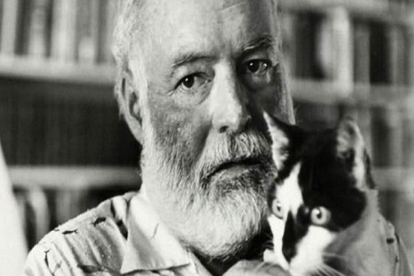 Uragano Irma, salvi i gatti di Hemingway in Florida