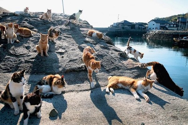 Cat Island: le isole dei gatti più famose