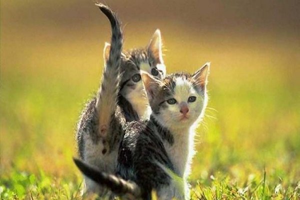 Gatto in giardino, consigli per la sua salute