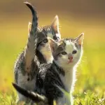 Gatto in giardino, consigli per la sua salute