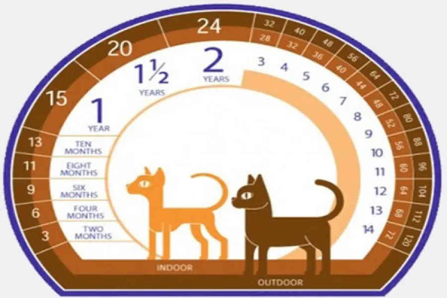 Vita media del gatto, dipende dalle razze?