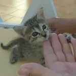 Palermo: richiesta di adozione per Tatuccia, cucciolo di 40 giorni