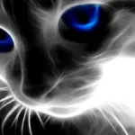 I gatti hanno il sesto senso?