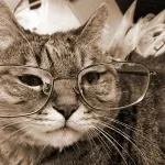 Invecchiamento: come curare un gatto anziano