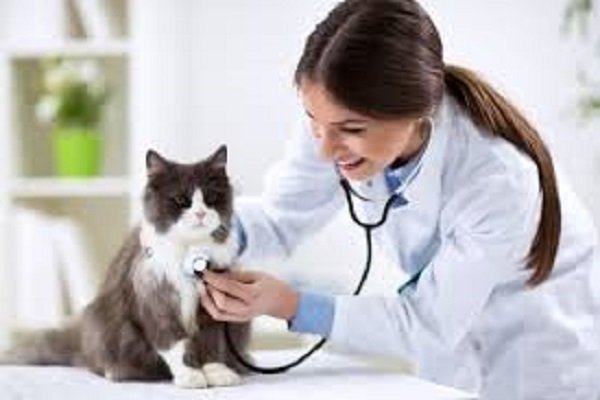 Come risparmiare sul veterinario con i gatti