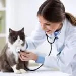 Come risparmiare sul veterinario con i gatti