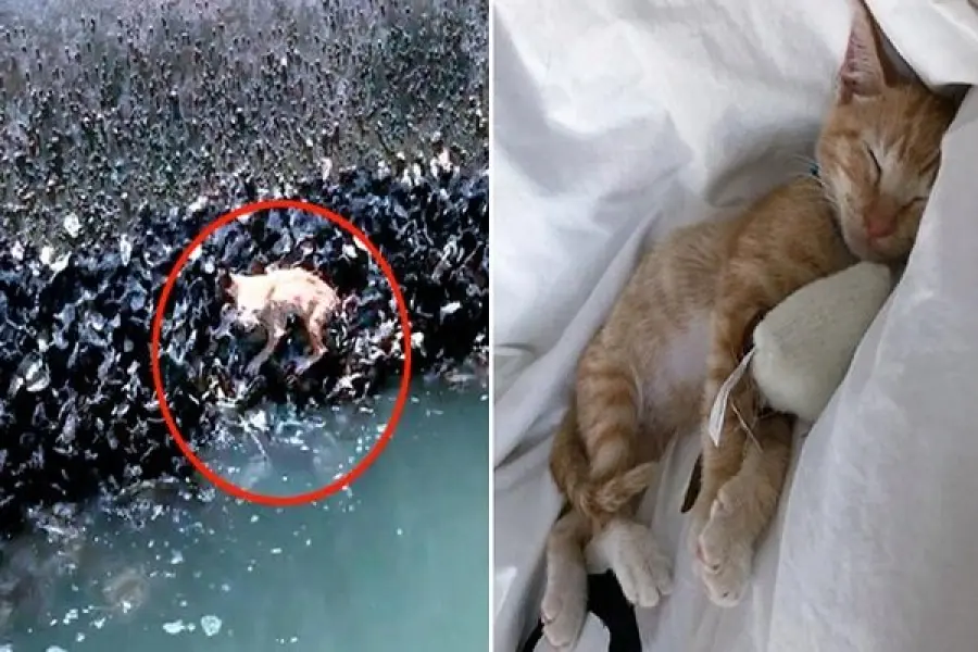 Gattino rosso caduto da un ponte: salvo grazie alle cozze