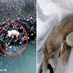 Gattino rosso caduto da un ponte: salvo grazie alle cozze