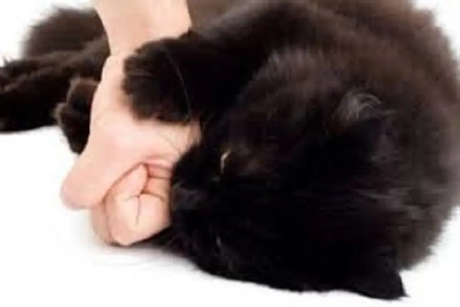 Donna morta dopo morso di un gatto: scoperta la causa del decesso