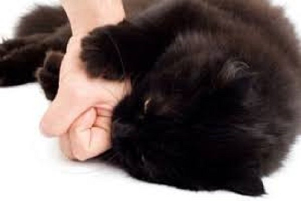 Donna morta dopo morso di un gatto: scoperta la causa del decesso