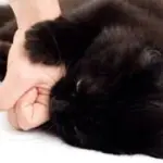 Donna morta dopo morso di un gatto: scoperta la causa del decesso