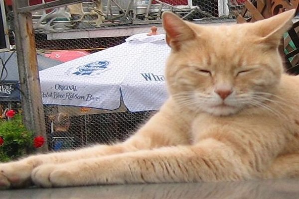 Morto Stubbs, il gatto sindaco di un paese in Alaska