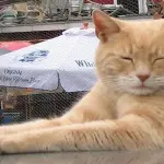 Morto Stubbs, il gatto sindaco di un paese in Alaska