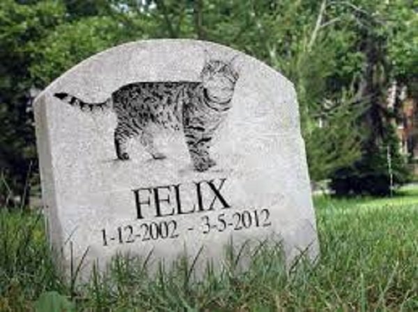 Truffa finti funerali di gatti, gli animalisti lanciano l’allarme