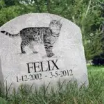 Truffa finti funerali di gatti, gli animalisti lanciano l’allarme