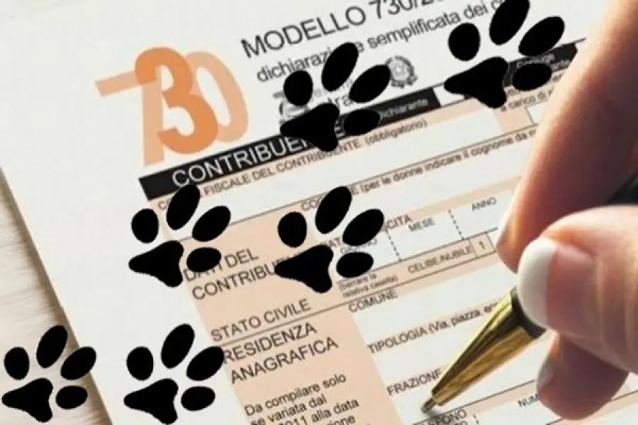 Detrazioni fiscali: perché i gatti sono un vero affare