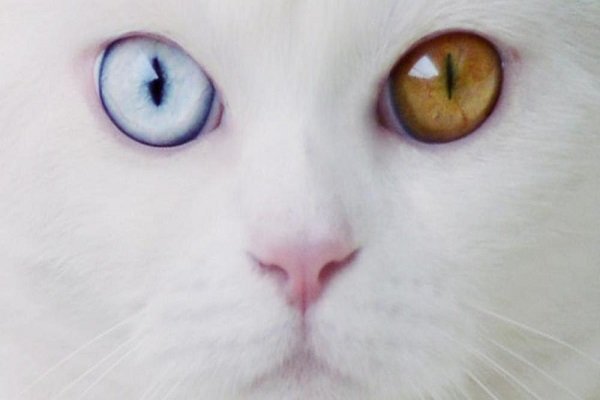 Tihon, il gatto gigante dagli occhi diversi