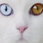 Tihon, il gatto gigante dagli occhi diversi