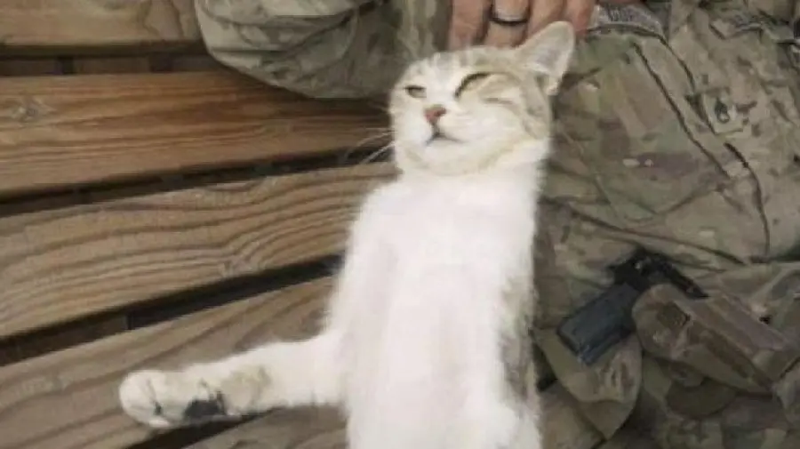 Gatto in Afghanistan salvato da soldato USA