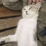 Gatto in Afghanistan salvato da soldato USA