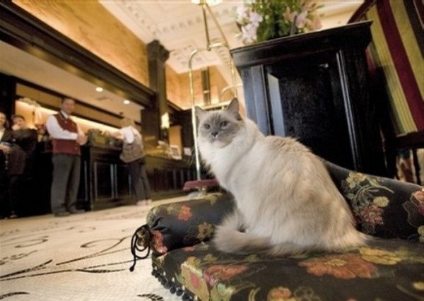 Fotografare un gatto: segreti per scattare foto perfette