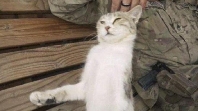 Gatto in Afghanistan salvato da soldato USA