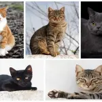 Adottare o comprare un gatto?  Astenersi se...